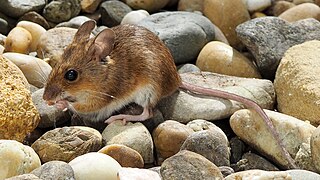 Field mouse