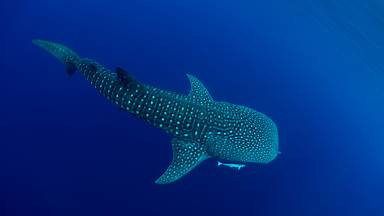 https://cn.bing.com/th?id=OHR.WhaleSharkDay_ZH-CN3334940631&w=384&h=216