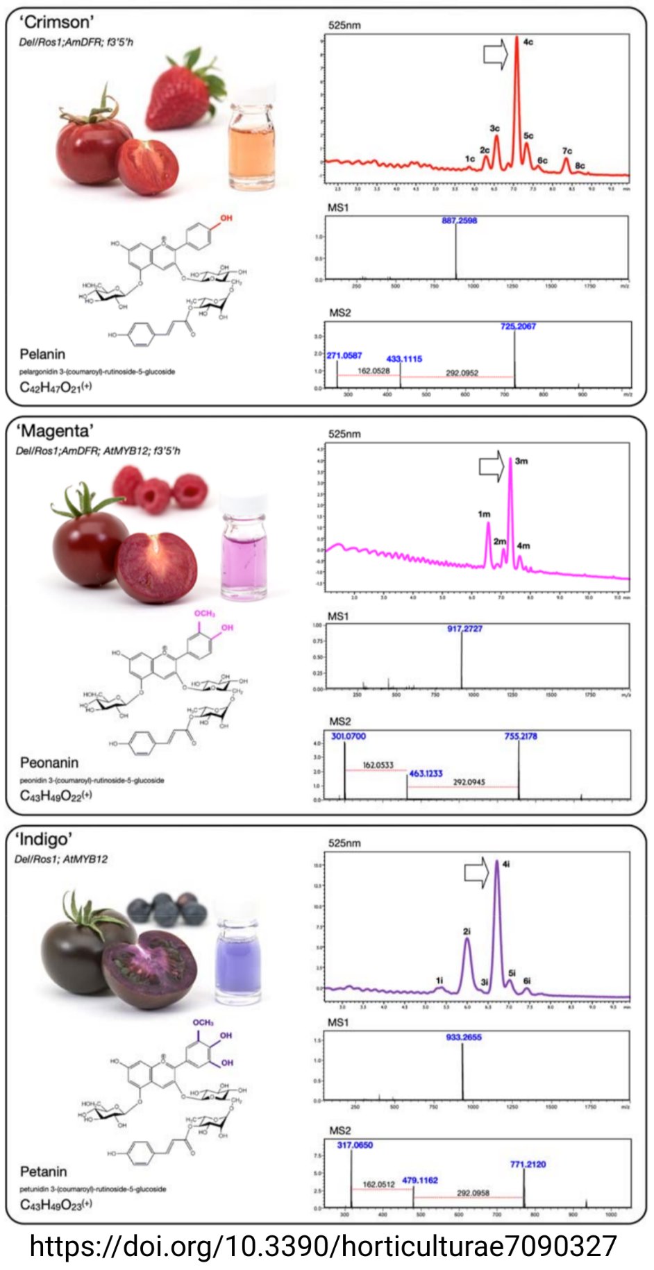 Tomato fruit colours (Tweet #46)