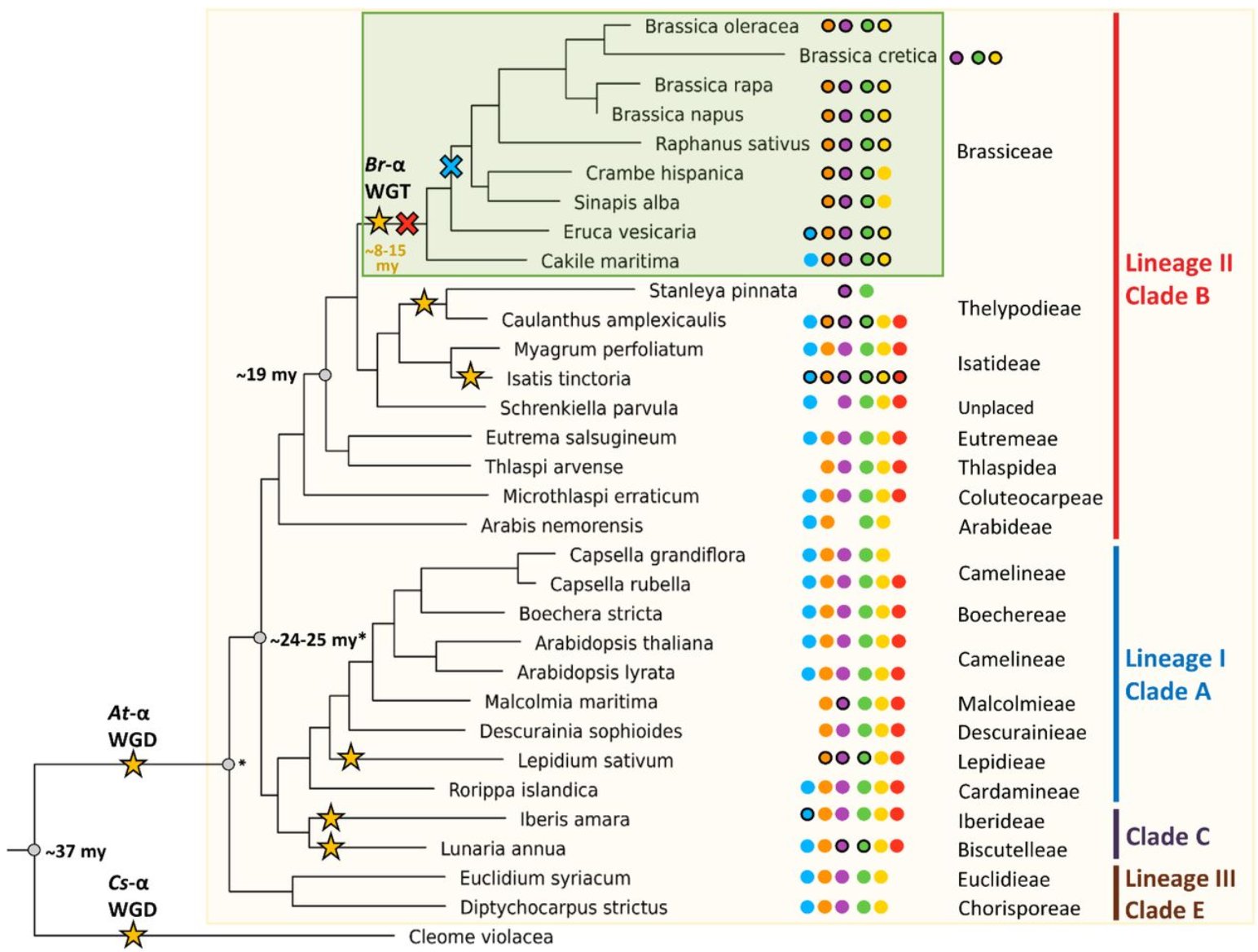 Evolution of flavonol regulators in Brassicaceae II (Tweet #75)