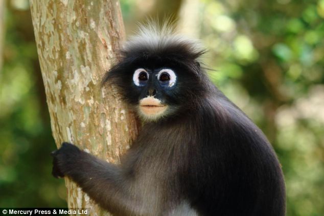 Googly Eye Monkey