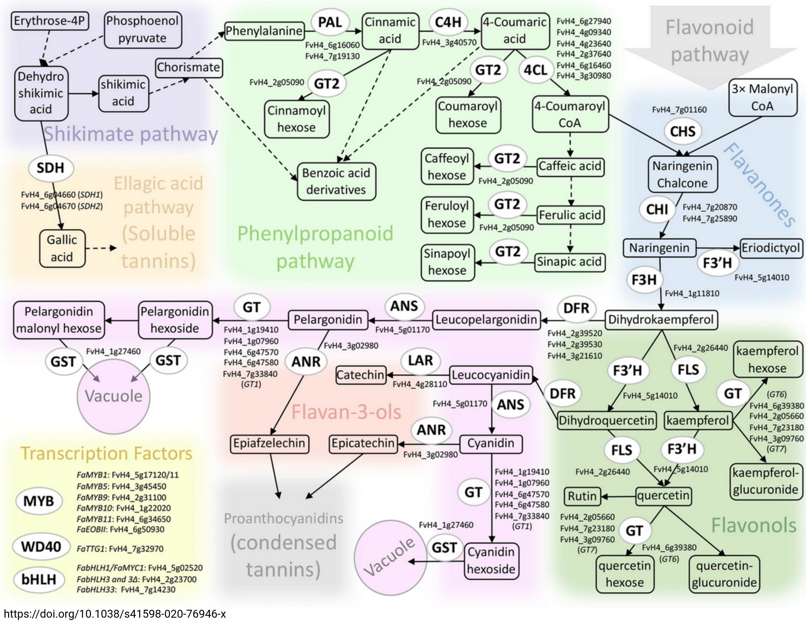 Phenylpropanoids in strawberry (Tweet #16)