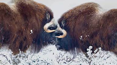 https://cn.bing.com/th?id=OHR.MuskOxWinter_ZH-CN2030874541&w=384&h=216