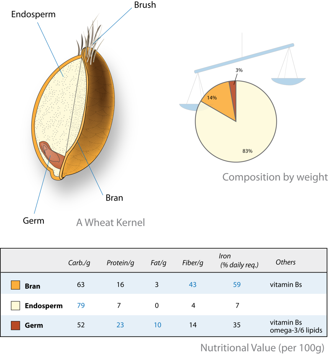 Overview of the wheat kernel by John. C (https://en.wikipedia.org/wiki/File:Wheat-kernel_nutrition.png)