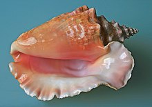 GoConch