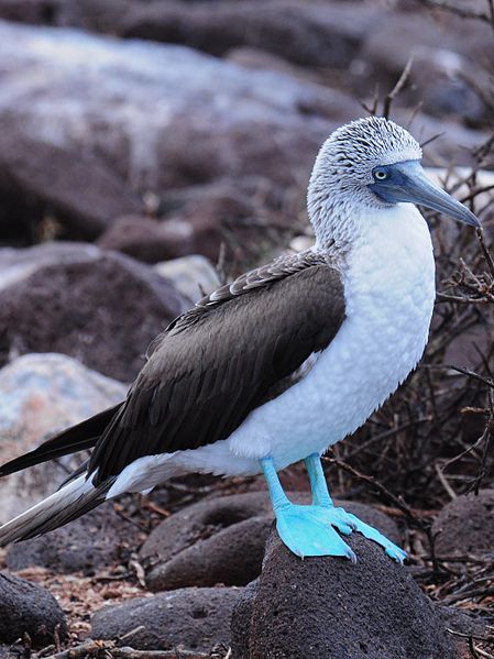 bluefootedbooby