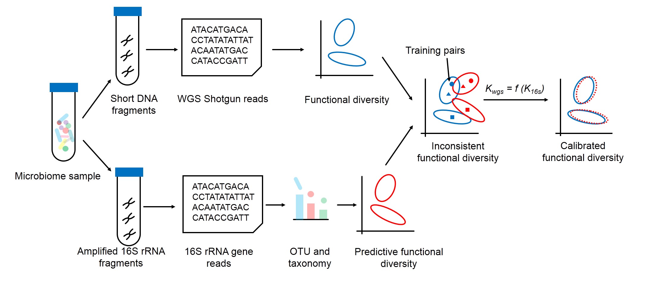 Fig. 1. Calibration of predicted functional profiles of microbiome amplicon samples by a small number of amplicon-WGS sample pairs for training. 