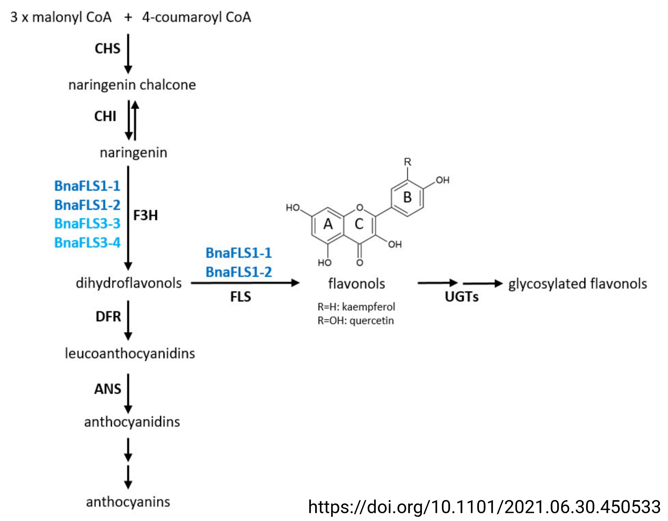 Bifunctional FLS in rapeseed (Tweet #32)