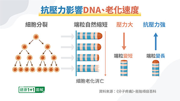 有很好的抗压能力时，端粒会延长。此时，就可以逆转衰老，预防疾病。（健康1+1／大纪元）