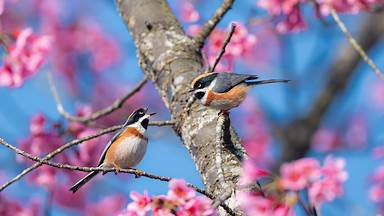 https://cn.bing.com/th?id=OHR.BeginningofSpring25Y_ZH-CN7356156800&w=384&h=216