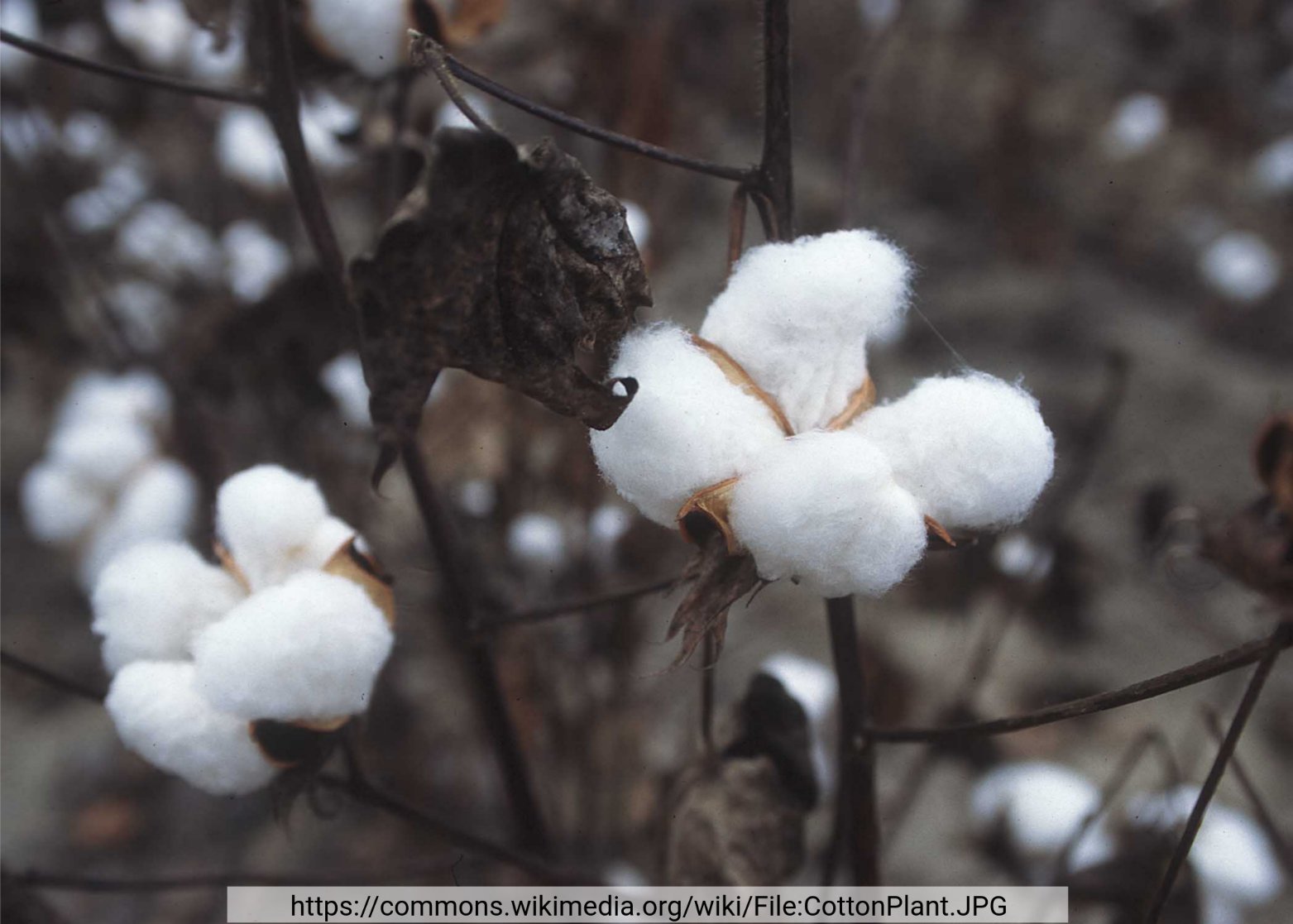 Anthocyanin accumulation in cotton (Tweet #70)