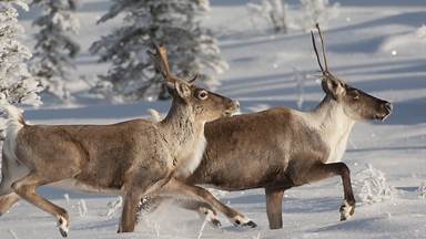 Caribou running in snow, Alaska (© Michael Quinton/Minden Pictures)