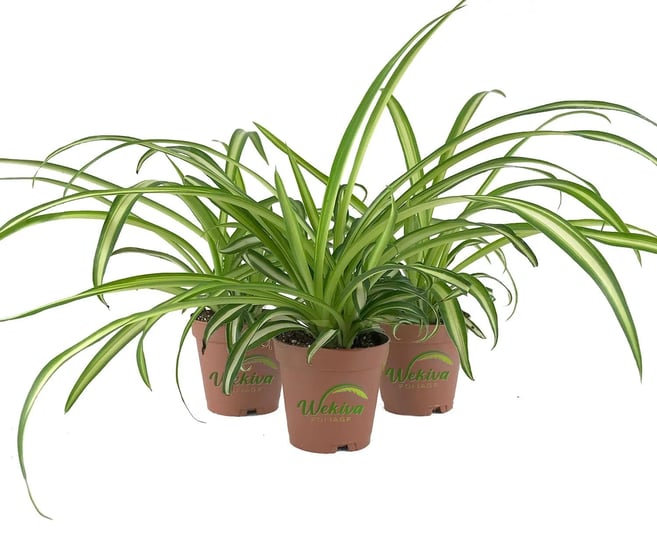 enchanting-spider-plant-3-live-starter-plants-in-2-inch-pots-chlorophytum-comosum-natures-green-symp-1