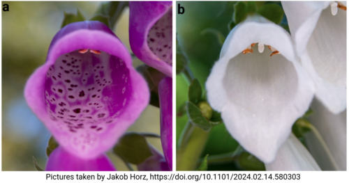 Pigmentation loss in _Digitalis purpurea_ flowers (88)