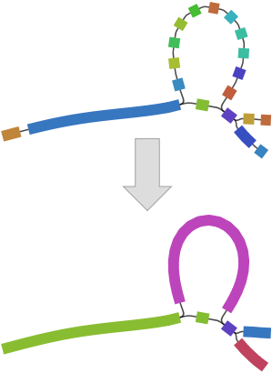 Merge all possible nodes