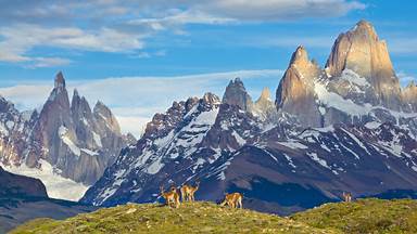 Guanacos in Los Glaciares National Park, Patagonia, Argentina (© Yva Momatiuk and John Eastcott/Minden Pictures)