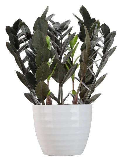 lowes-raven-house-plant-in-1-4-quart-planter-nursery-1