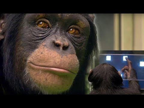 Counting monkey video