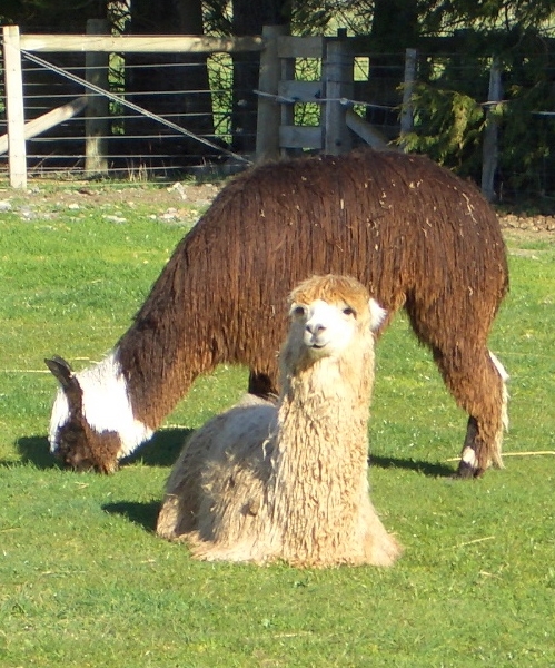 These alpacas are not ALPACAS.