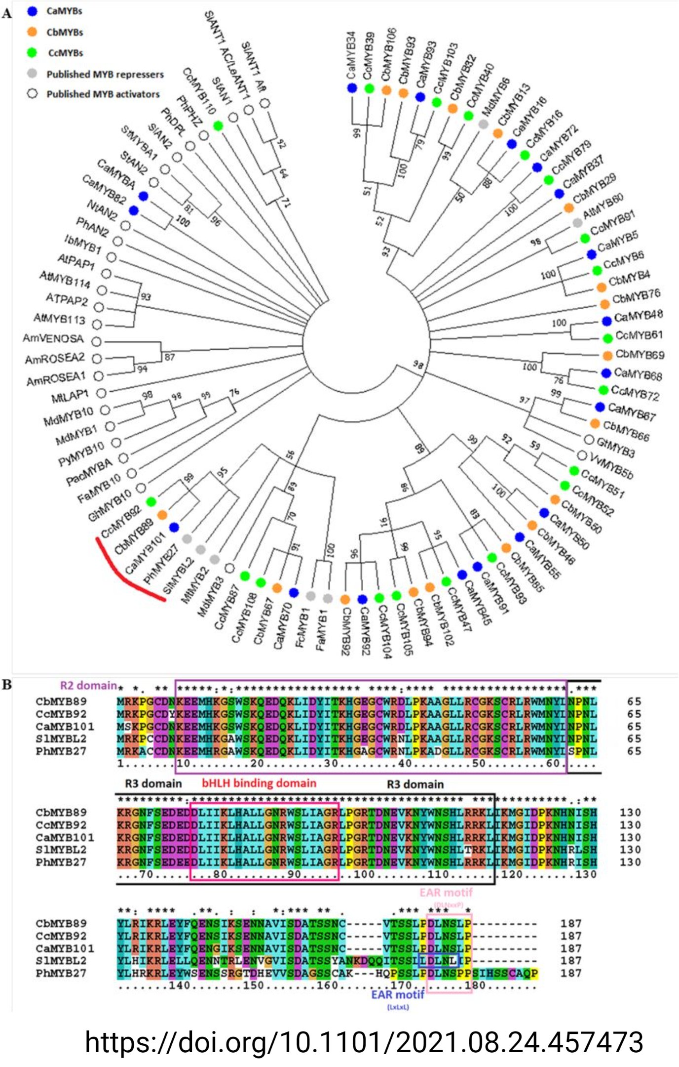 Anthocyanin repressor in pepper (Tweet #30)