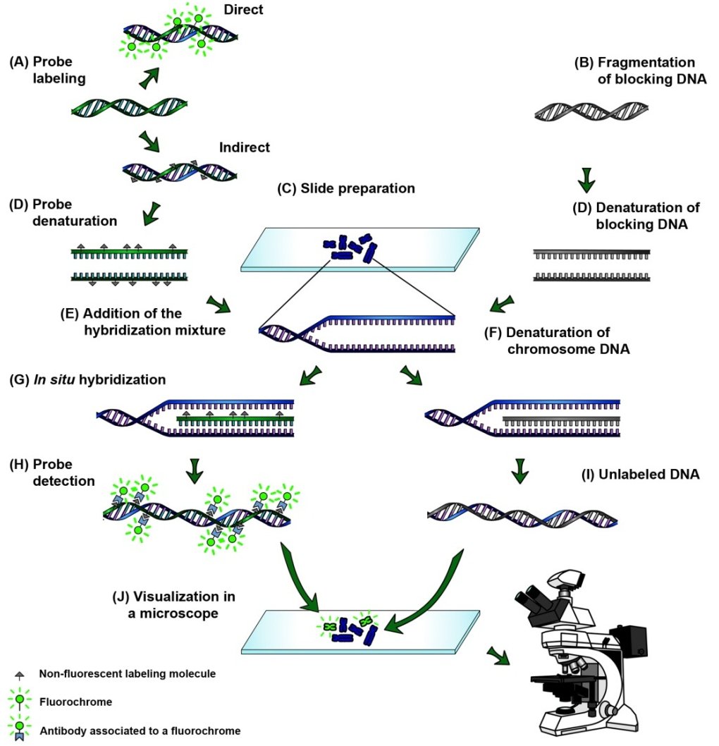 Basic steps of fluorescence  in situ  hybridization.