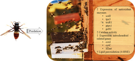 Oxidative stress in honeybees with the predator presence