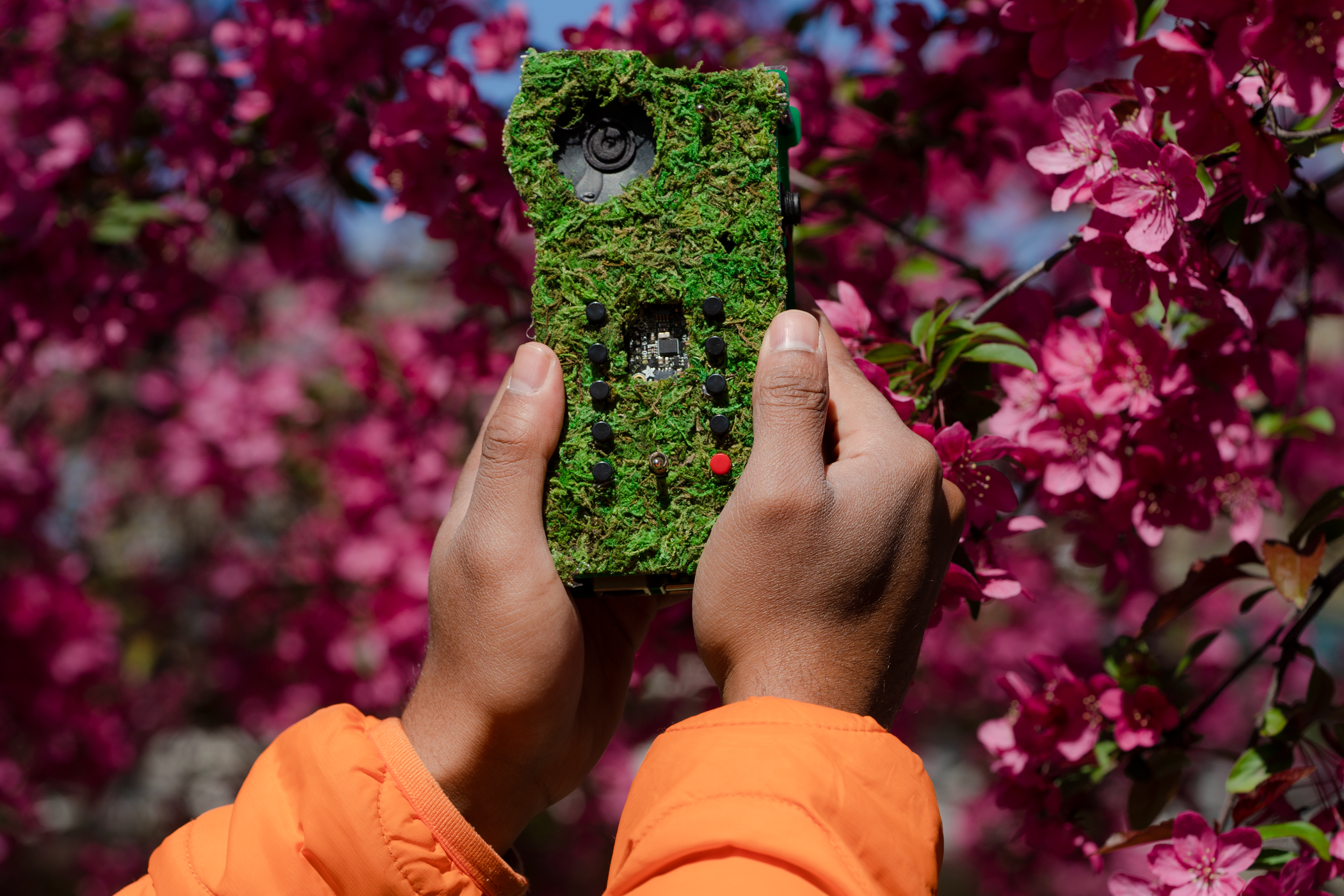 Harvester in front of Pink Flowers