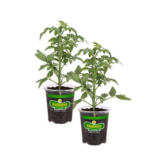 bonnie-plants-19-3-oz-2-pack-in-pot-better-boy-tomato-plant-202109