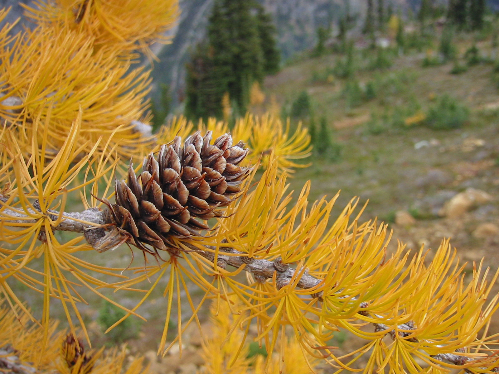 Subalpine larch male fall foliage and cone, photo by Wsiegmund