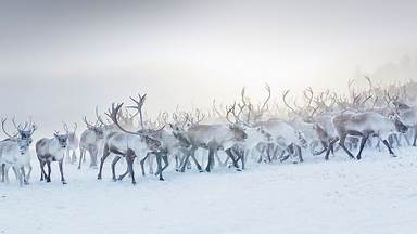 https://cn.bing.com/th?id=OHR.ReindeerNorway_ZH-CN5913190372&w=384&h=216