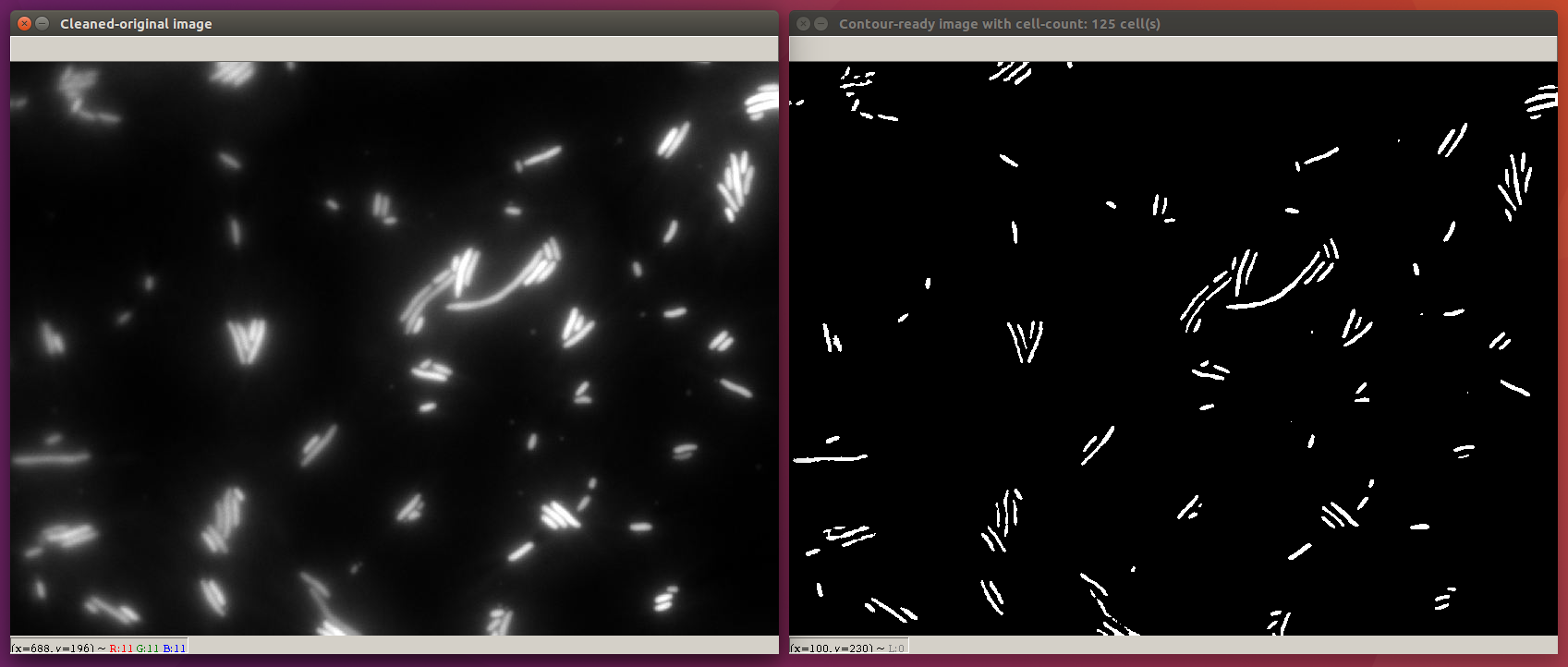 Example: Cells/mgfp01.JPG