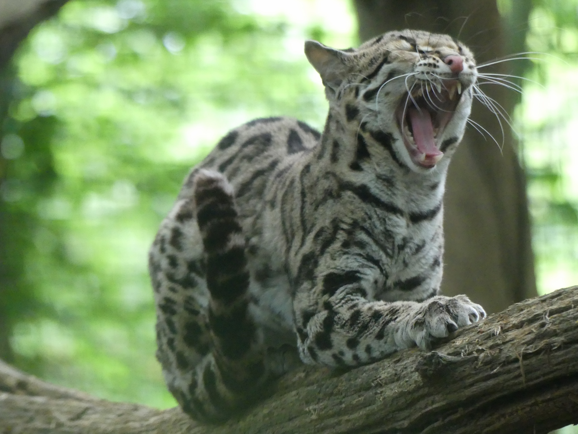 A margay, yawning