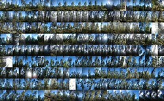 234 portraits of trees
