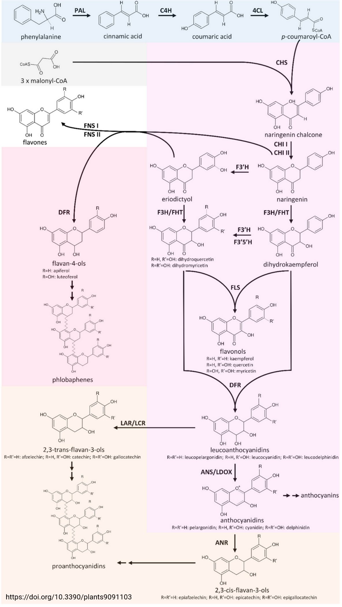 Auxiliary proteins in the flavonoid biosynthesis (Tweet #23)