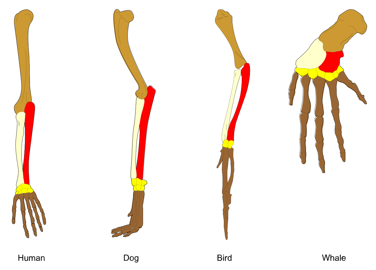 Example of Homologies