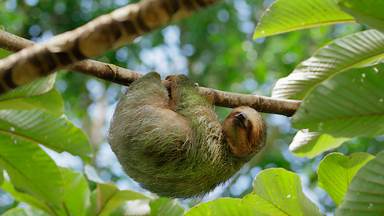 Brown-throated three-toed sloth sleeping in cecropia tree, Costa Rica (© Juan Carlos Vindas/Getty Images)