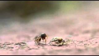 go home and be a family spider.avi