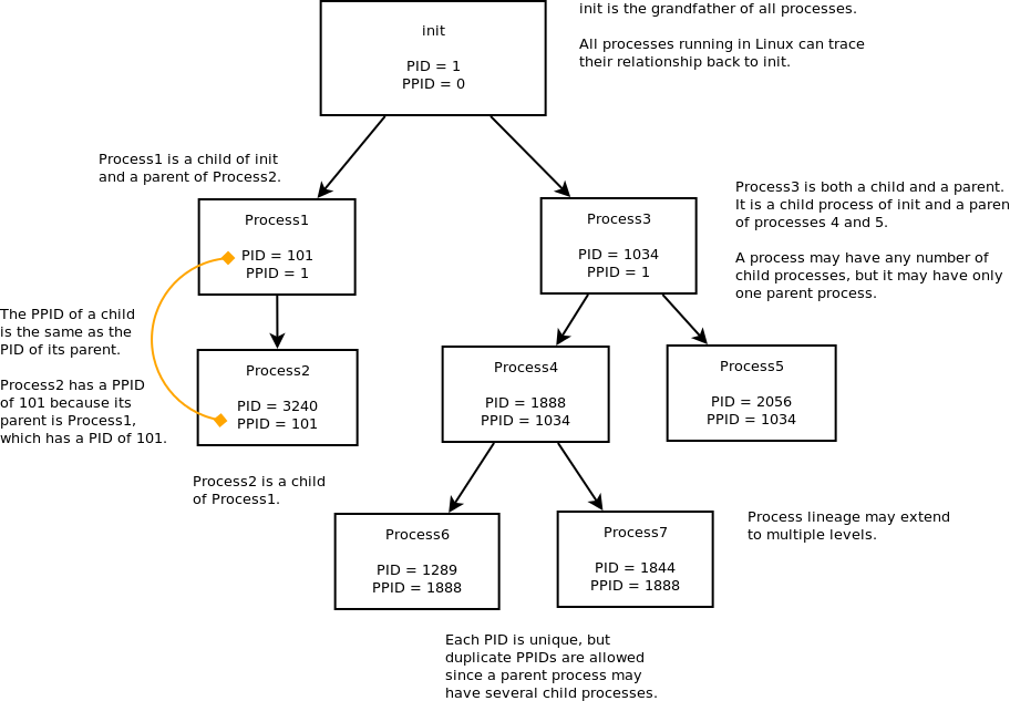 5. What are PID and PPID?