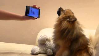 Pomeranian howling to his own howling