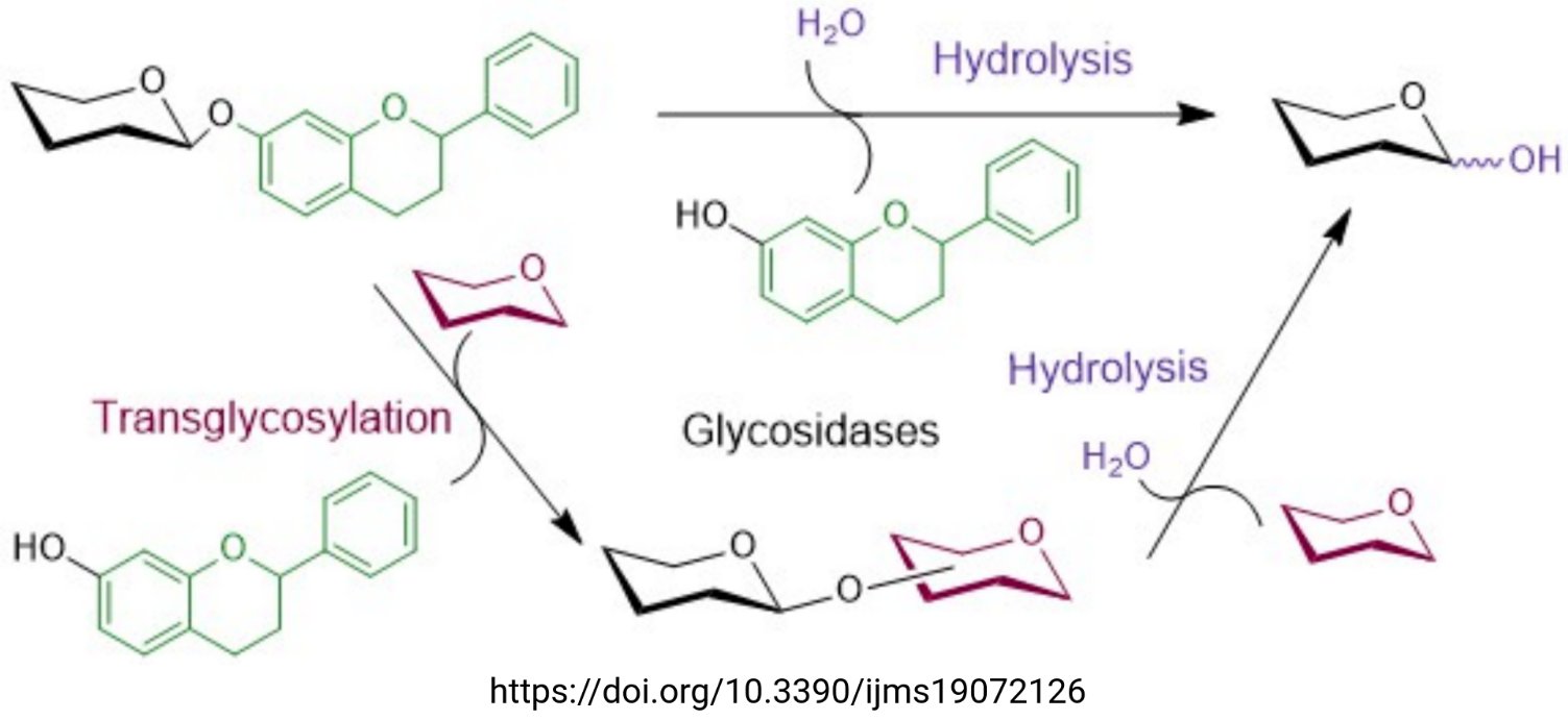 Glycosylation of flavonoids (Tweet #66)