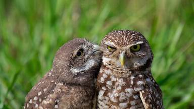 A burrowing owl chick and adult in South Florida (© Carlos Carreno/Getty Images)