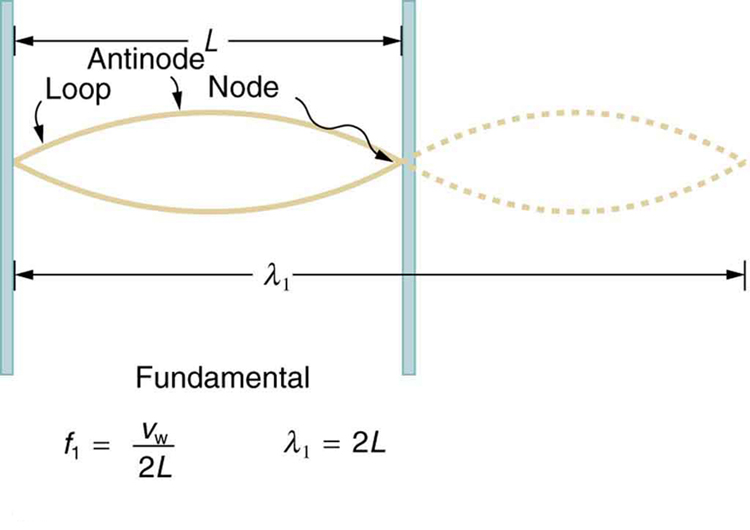  The figure shows a string oscillating at its fundamental frequency.