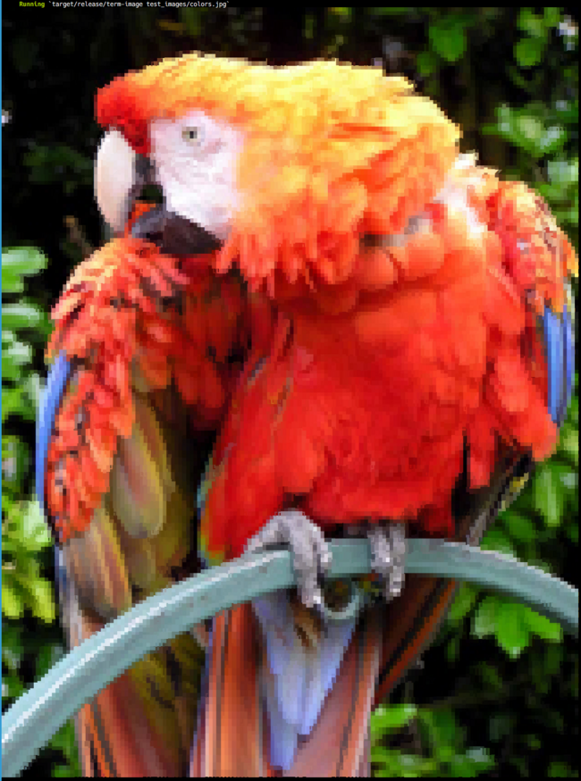 Big parrot