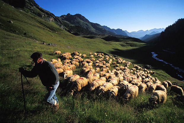 Transhumance image by Journal du Trek