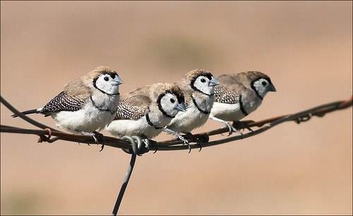 Double-barred Finches (c) 2008 aaardvaark, some rights reserved
