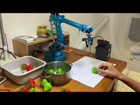 Robotic arm picks red and green strawberries