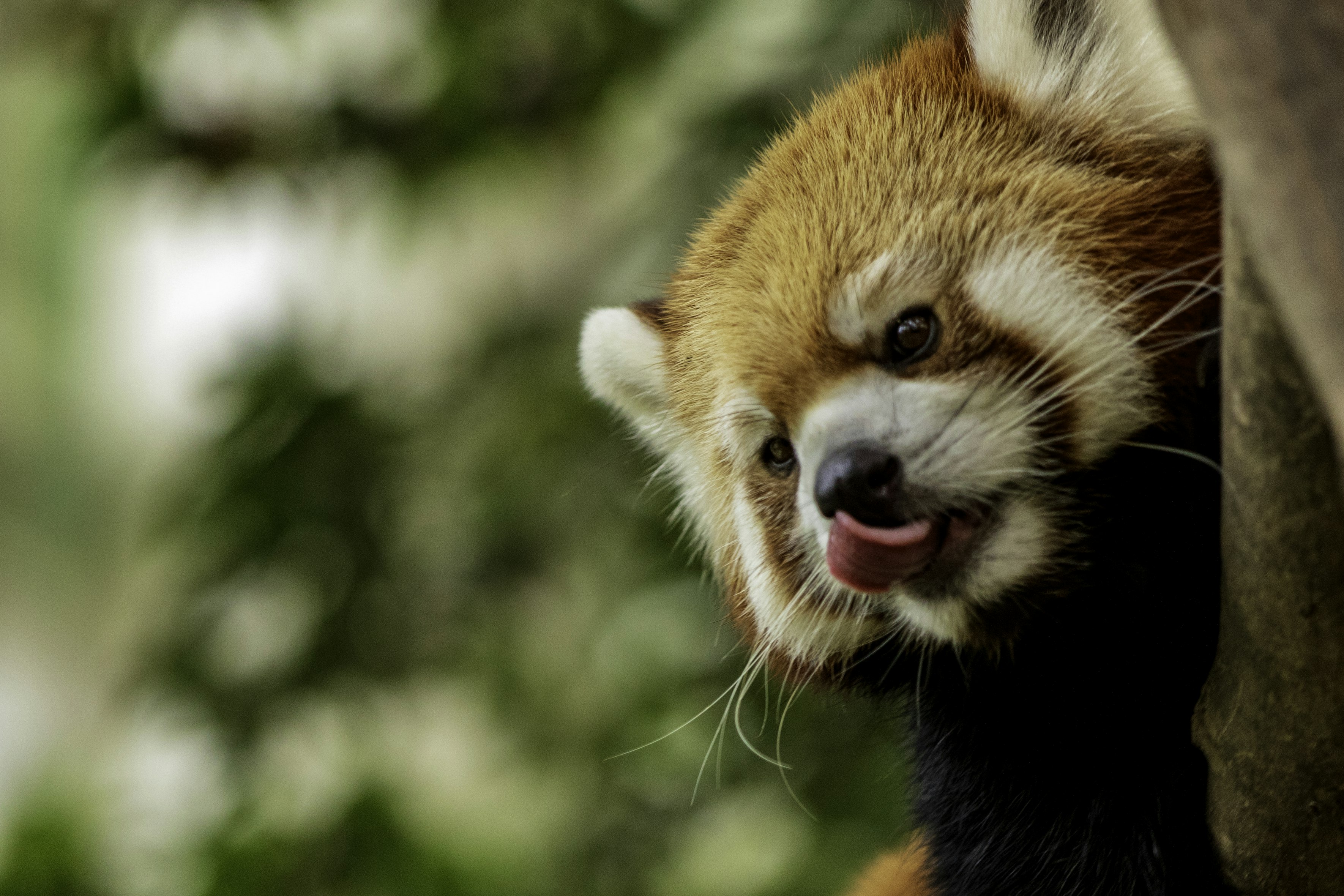 red panda face, licking it's lips