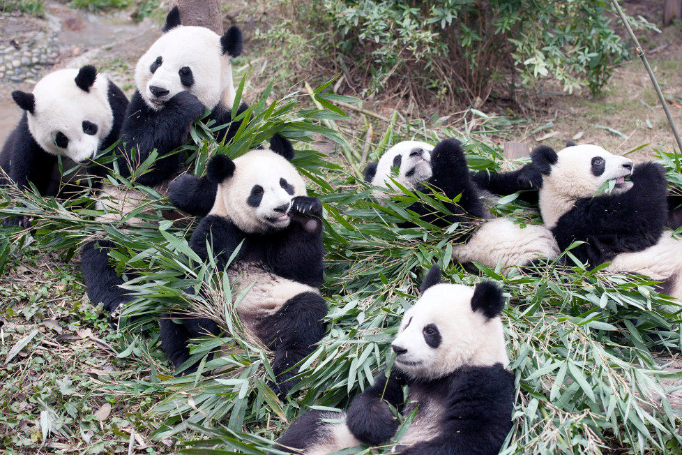 group-of-pandas