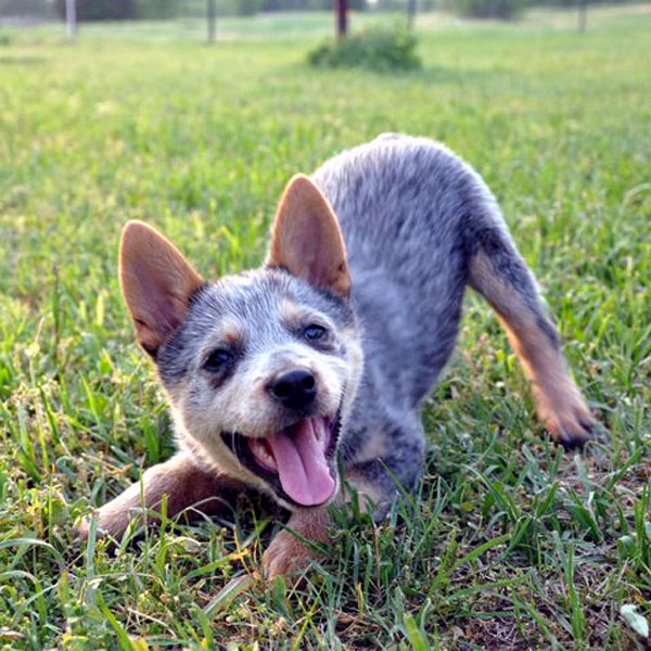 Blue Heeler Puppy