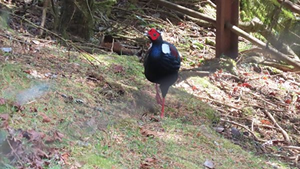 组图：帝雉、蓝腹鹇之美 台阿里山区樱花盛开